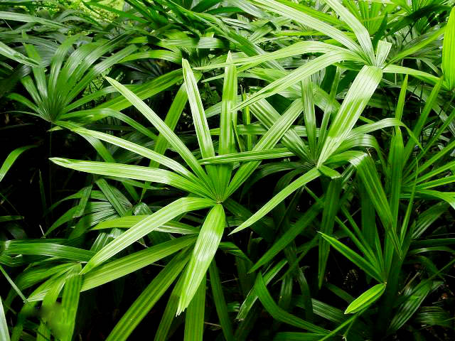 棕竹11.jpg 棕竹11.jpg