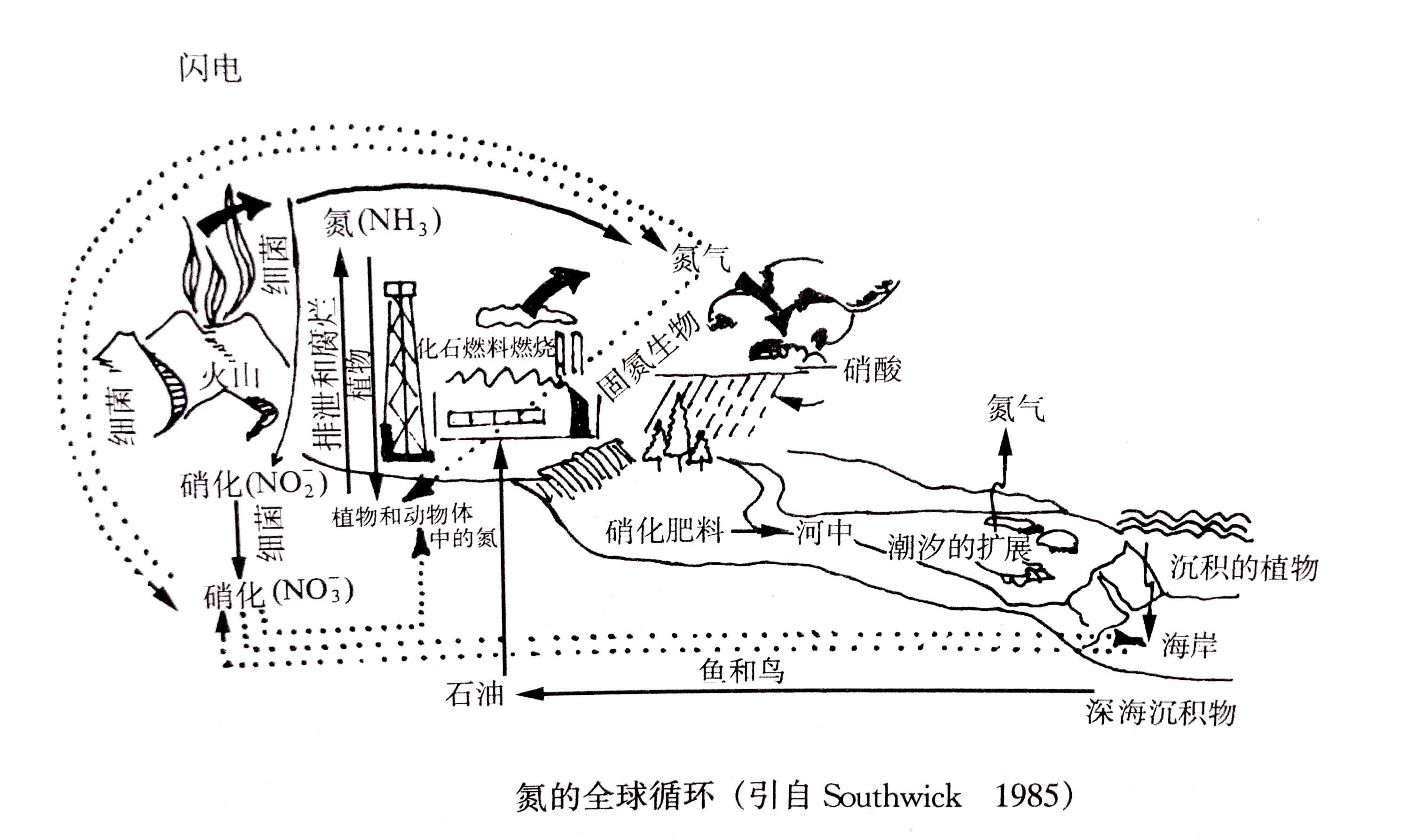 生態(tài)系統(tǒng)的物質(zhì)循環(huán)——氮、磷、硫循環(huán)